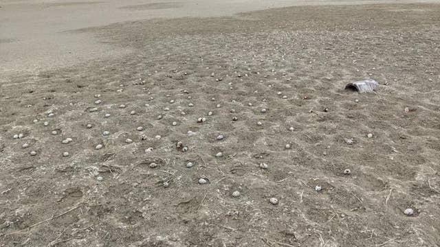 3,000 eggs abandoned after drone scares birds in California