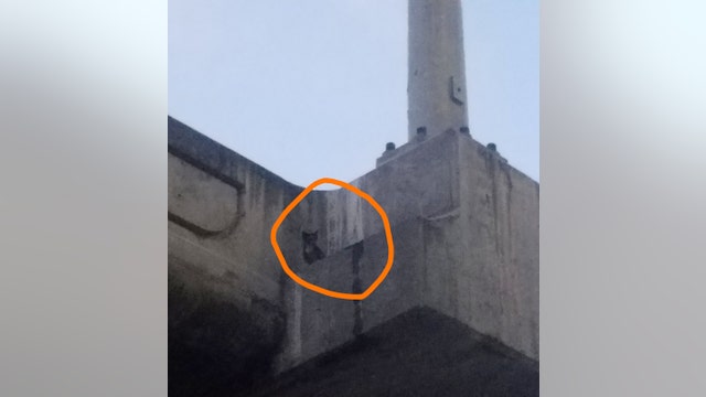 Kitten rescued from elevated overpass near SFO up for adoption