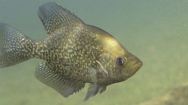 California EPA issues advisory for certain fish from Stevens Creek reservoir