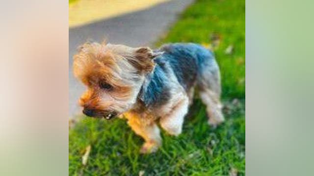 San Francisco car burglar steals "Leo" the Yorkie from vehicle in North Beach