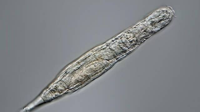 Scientists say this tiny creature survived 24,000 years in a frozen state