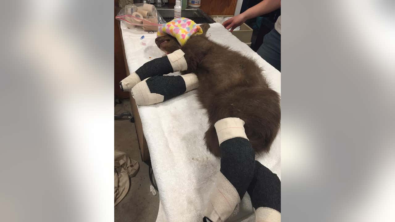 From chipmunks to bears, Lake Tahoe Wildlife Care helps rescued animals