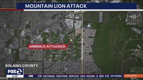 Officials warn Solano County residents about mountain lion who attacked several animals