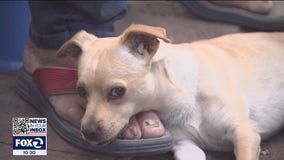 Fremont company helps save homeless man's puppy