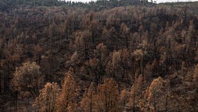 PG&E to begin removing trees in wildfire scar zones in Sonoma County