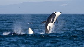 Endangered orcas get new habitat protection from US government