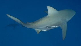 2 bull sharks swam up Mississippi River to St. Louis, study finds