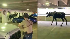 Moose 'reluctant' to leave Colorado parking garage relocated by wildlife officials