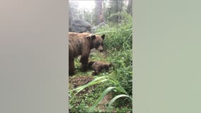 Yosemite ranger gives heartbreaking account of mother bear calling for cub killed by driver