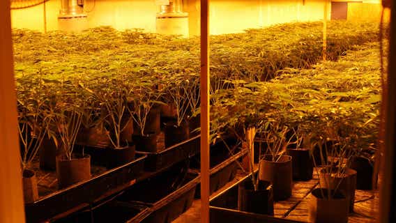 Union City police bust marijuana growing operation valued at up to $11 million