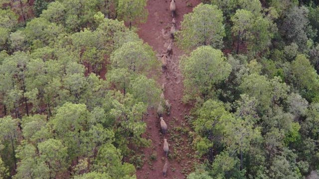 China’s migrating elephants spotted once more on the move