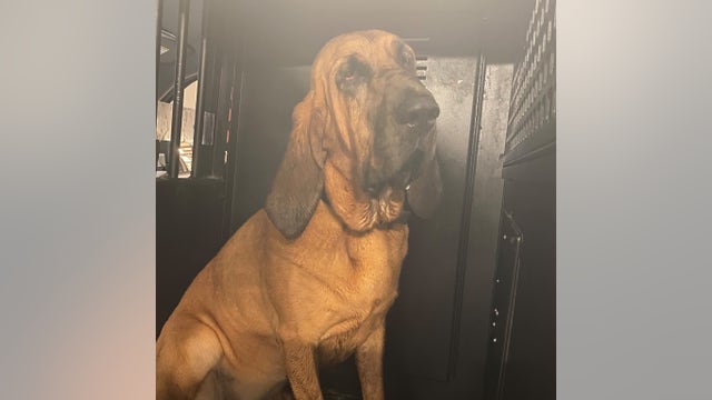 Florida K-9 finds missing girl during Tropical Storm Elsa