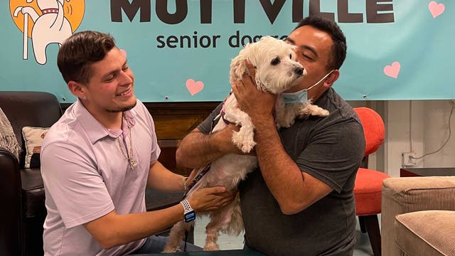 Animal Control officers rescue lost dog after 5-hour chase in San Francisco