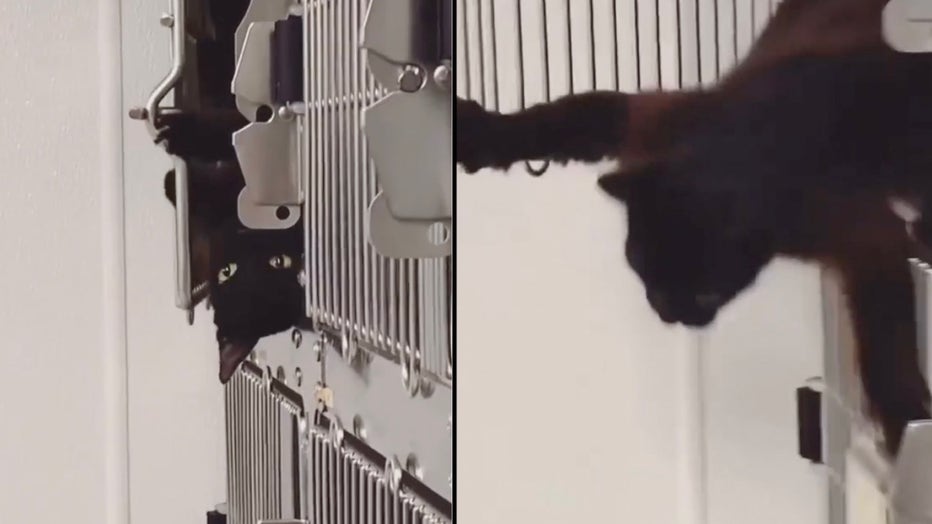 cat escaping cage