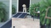 Rescue dog tests out new wheelchair ramp in heartwarming video