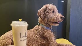 Woof's Bar is a pet-friendly spot for boba drinks and Instagrammable photos
