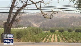 Napa County vintners form plans to protect vineyards against wildfires