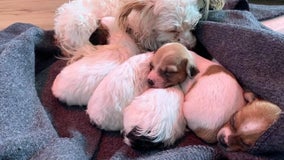 Coast Guard, Marin County firefighters rescue man with litter of puppies after boat runs aground