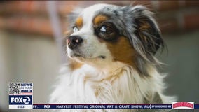 Surveillance video shows woman snatching rare Australian Shepherd from Los Gatos store