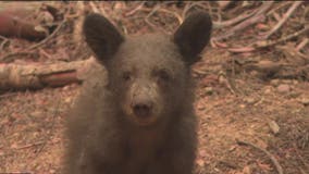 Emaciated bear cub may have lost mom to California wildfire