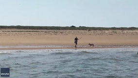 Fishermen rescue woman fending off aggressive coyote on Cape Cod beach