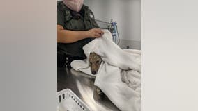 Coyote pup rescued from San Francisco Bay near Pier 41