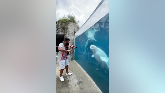 Beluga whales dance to violinist’s serenade at Connecticut aquarium