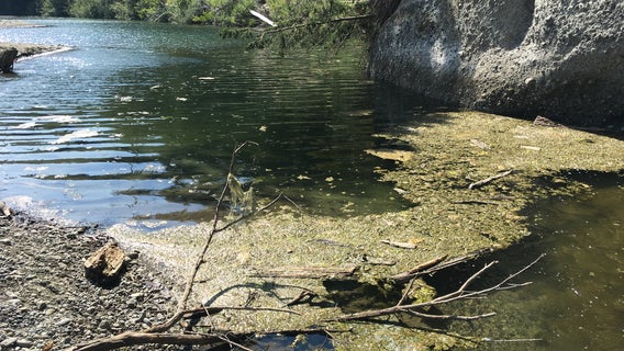 Residents, boaters warned of toxic algae in Russian River