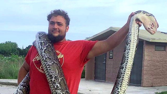 Over 15-foot python nabbed during 2021 Florida Python Challenge