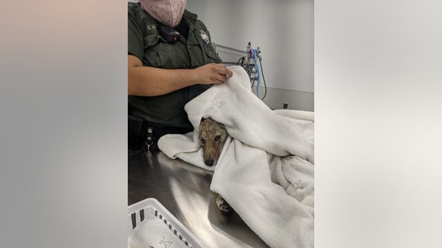 Coyote pup rescued from San Francisco Bay near Pier 41