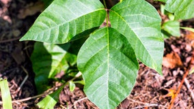 Scientists make progress on poison ivy vaccine, report says