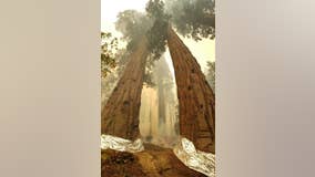 Sequoia National Park’s Giant Forest unscathed by wildfire