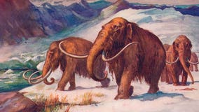 Woolly mammoth resurrection? Scientists say it's in process