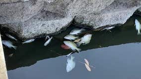 Why are so many dead fish winding up in Newark?