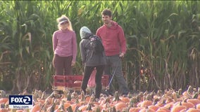Emerging from pandemic, California pumpkin farmers now dealing with drought