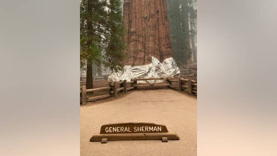 Fire crews wrap California's giant sequoias in aluminum to protect from flames