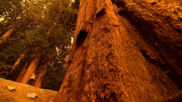 Wildfires make run toward giant sequoia groves in the Sierra Nevada