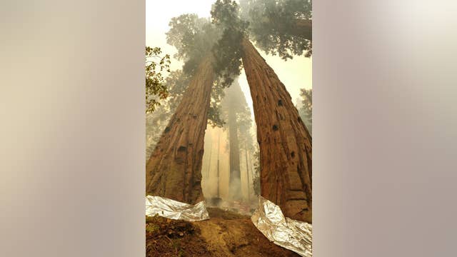 Sequoia National Park’s Giant Forest unscathed by wildfire