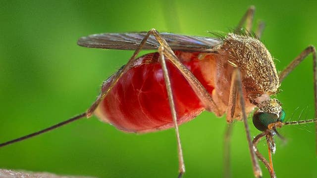 5 horses in Central Valley test positive for West Nile virus; one dies