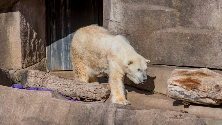 Polar Bear Snow Lily 36 Bday 11-2020-0100129 E