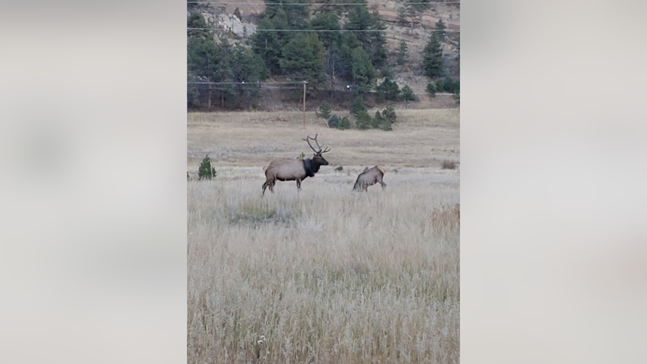 Wildlife officers free elk that was roaming with tire around its neck for more than two years - Vimarsana News
