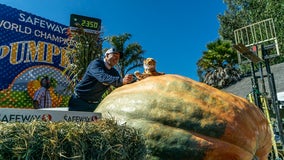 Fall tradition is back! The annual Half Moon Bay pumpkin weigh-off