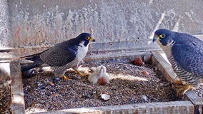 PG&E to shutoff beloved Falcon Cam after 15 years on air