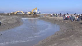 232-acre East Bay tidal marsh restoration complete