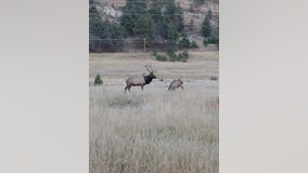 Wildlife officers free elk that was roaming with tire around its neck for more than two years