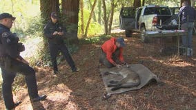 Tranquilized mountain lion demonstrated strange behavior, undergoes medical evaluation