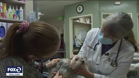 Bay Area veterinary clinics strained amid staffing shortages