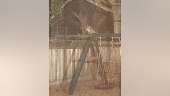 Mountain lion spotted in backyard of San Mateo home