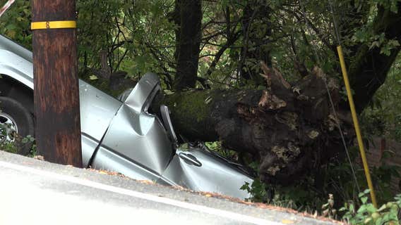 Falling tree crushes driver to death in Felton