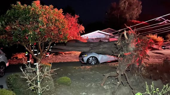 Wind toppled tree brings down power lines, smashes cars near Half Moon Bay